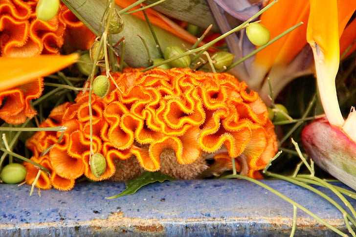 Celosia, Celosia argentea, cristata skupiny, mozog kvet, Orange