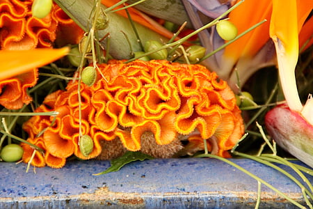 celosia, celosia argentea, cristata grupa, smadzeņu zieds, oranža