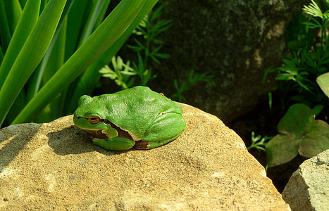 Tree frog, zaļa, abinieku