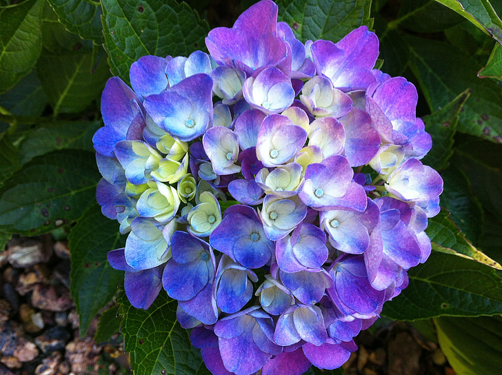 hortensie, floare, violet, primavara, natura