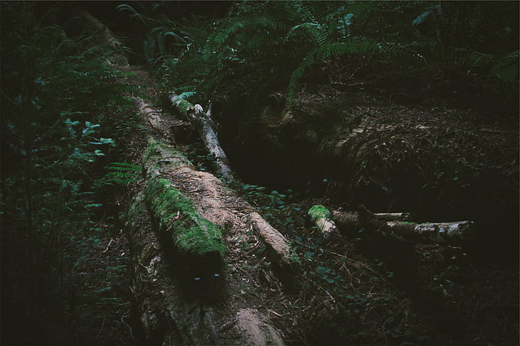 sort, træ, rødder, Moss, dækket, skygge, Woods