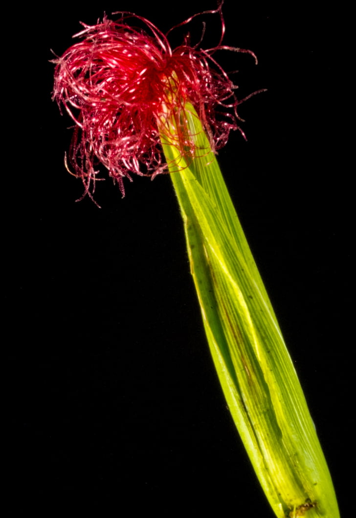 kukuričný kvet, kvitnúce kukurica, červená