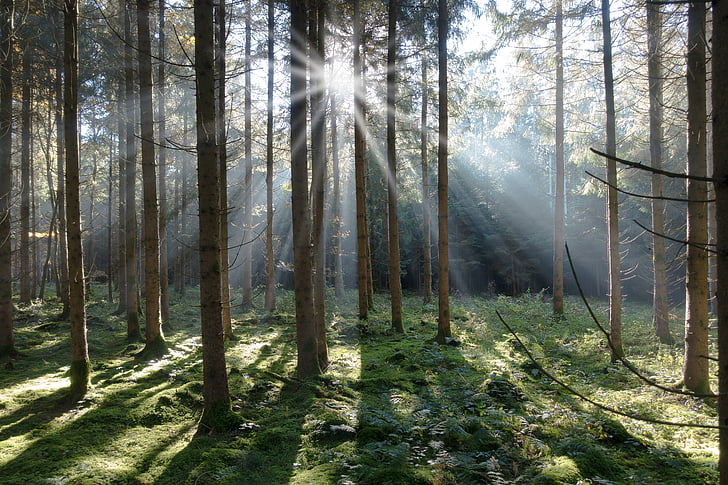 Spruce, hutan, Conifer, pohon, alam, Lumut, kembali cahaya