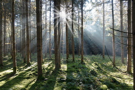 Molid, pădure, conifere, copac, natura, Moss, înapoi lumina