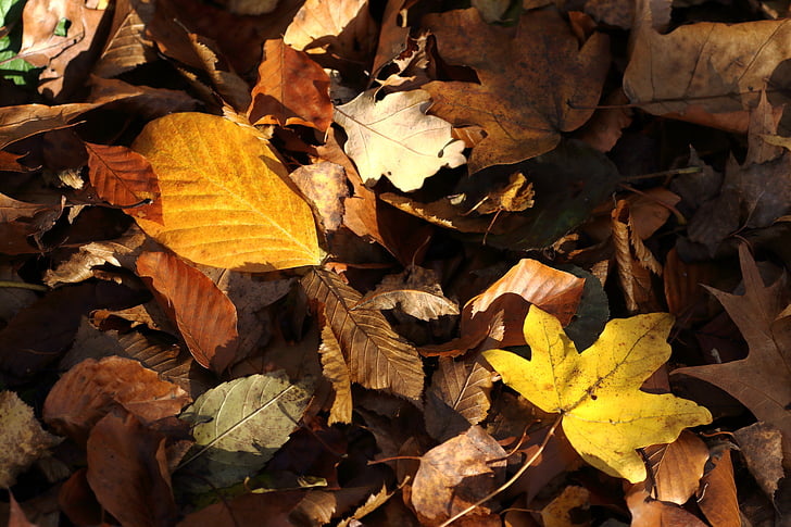 jesen, lišće, jesen lišće, smeđa, list, priroda, Sezona