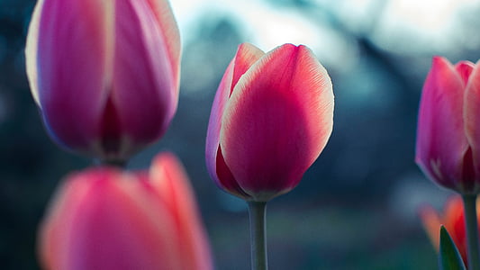 merah muda, Tulip, bunga, kelopak, mekar, alam, tanaman
