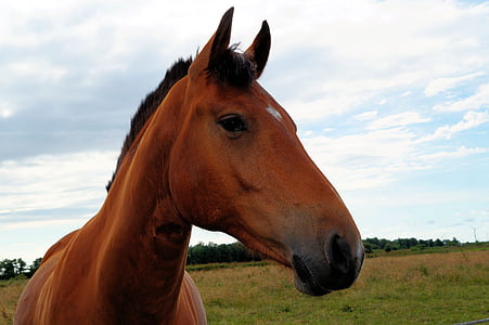 konj, glava, konjsku glavu, oči, nos, uši, graciozan