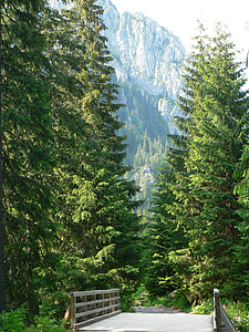 Kościeliska völgy, Lengyelország, természet, táj, szemközti nézet, fa