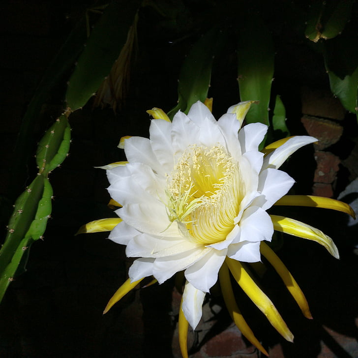 noční, květ, Epiphyllum, Orchidej kaktusy, kaktus, kaktus horolezectví, kvetoucí