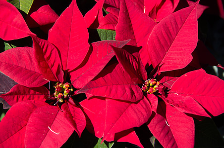 poinsettia, leaves, flowers, red, bright, christmas