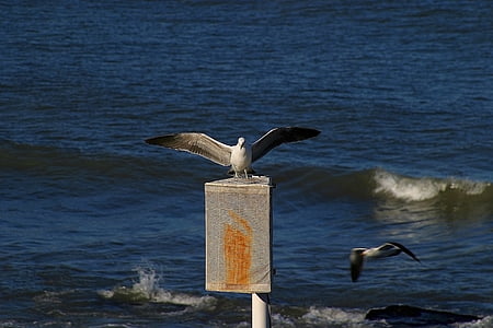 seagull, fly, ave, flight, bird, flying, wings