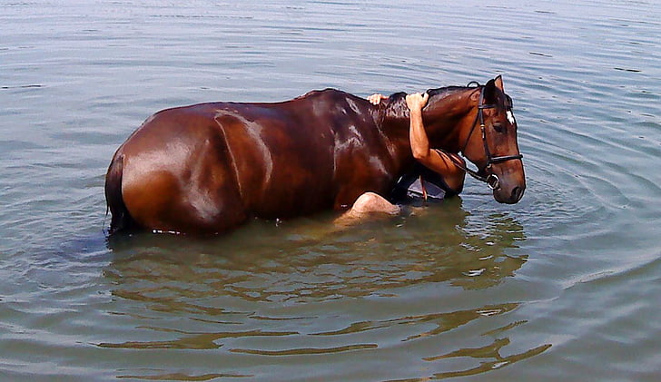 hest, badning, vand, efteråret