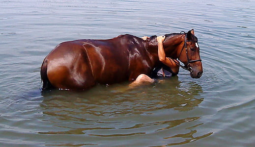 kůň, koupání, voda, na podzim
