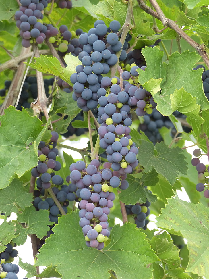 raisins, bleu, vigne, couleurs, feuille, été, fruits