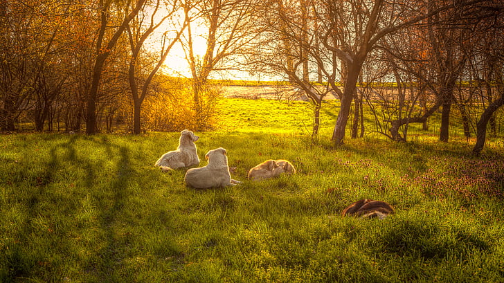 animals, dawn, dogs, grass, nature, outdoors, pets