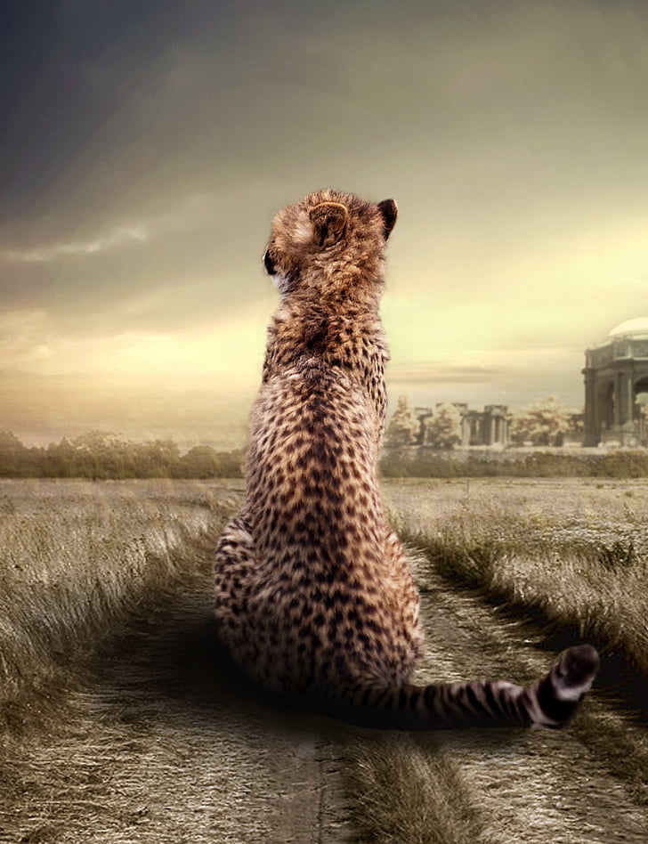 Cheetah, dier, dierlijke portret, Predator, dierenwereld, dieren in het wild, kat