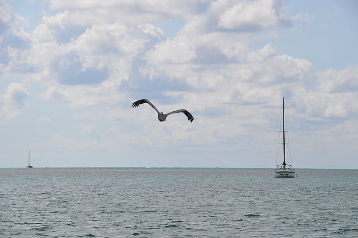 nature, pelican, boat, beira mar, agua, orla