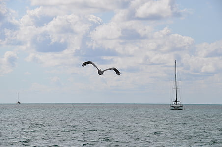 natur, Pelican, båd, Beira mar, Agua, Orla