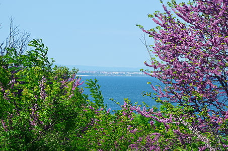 Bugarska, more, Burgas, Sarafovo, priroda, cvijet, ljeto