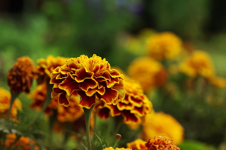 Marigold, bunga, musim panas, musim semi, hijau, rumput, Orange
