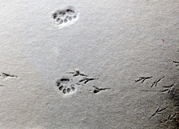 tracks, imprints, snow, animal, paw, bird, feet