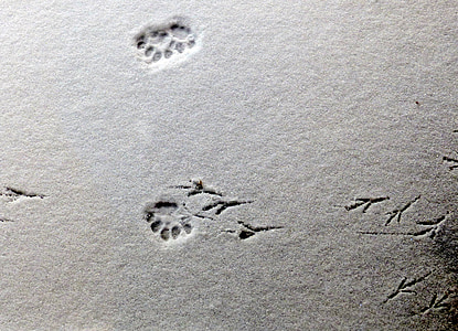 tracks, imprints, snow, animal, paw, bird, feet