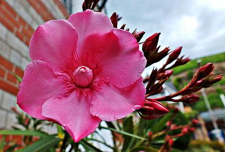 oleander flower, nature, leaf, pink, the petals