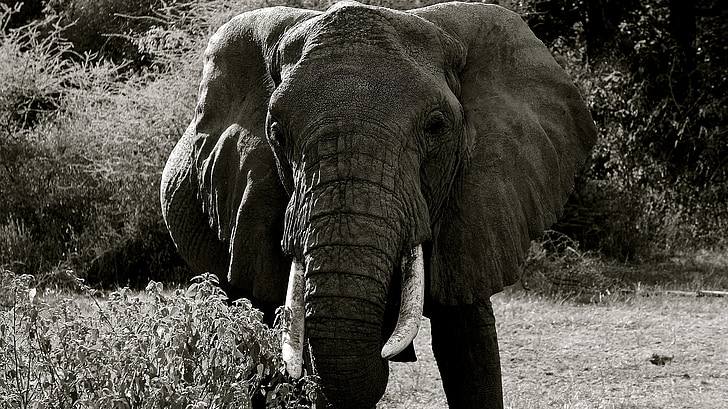 Słoń, park narodowy Manyara, zwierząt, Afryka, Safari, Pachyderm, dzikie zwierzę