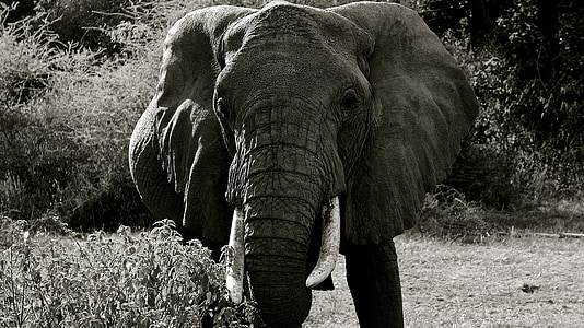elephant, manyara national park, animal, africa, safari, pachyderm, wild animal
