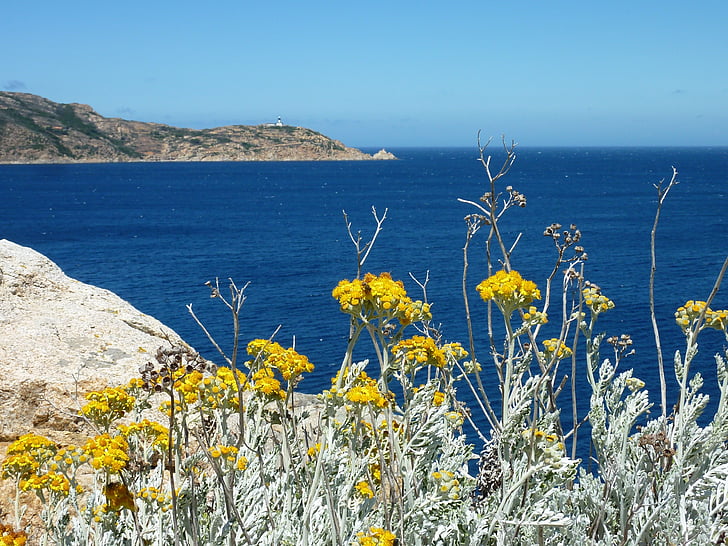 άγρια λουλούδια, Κίτρινο, στη θάλασσα, κίτρινο λουλούδι, γυψοσανίδας, φύση, μπλε