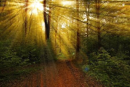 ışınları, Orman, doğa, manzara, ışık, Güneş, güneş ışığı