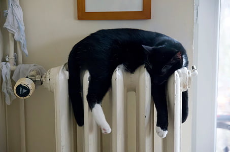 kat, varm op, sort, dyr, opvarmning, husdyr