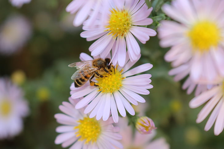 пчела, цветя, нектар, насекоми