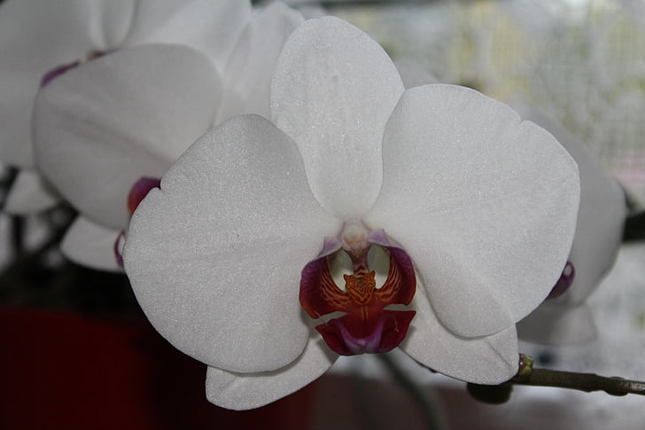 orchidea, Blossom, Bloom, pianta, bianco, chiudere