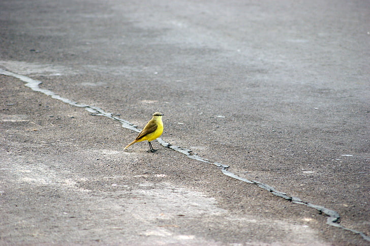 pták, cesta, asfalt, Paraguay, Jižní Amerika