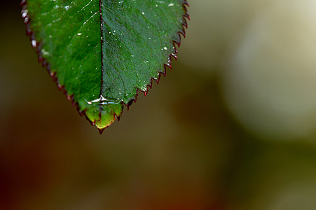 rosenblatt, kiša, kapanje, mokro, vode, kapljica kiše, kap vode