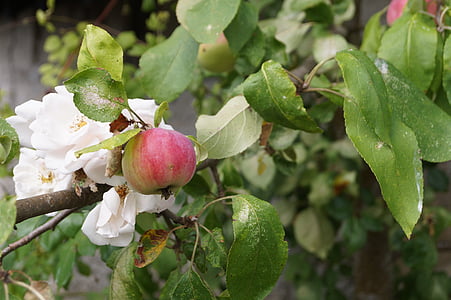 Jablko, Ovocný sad, jablka, strom, zahrada, květiny, kvetoucí