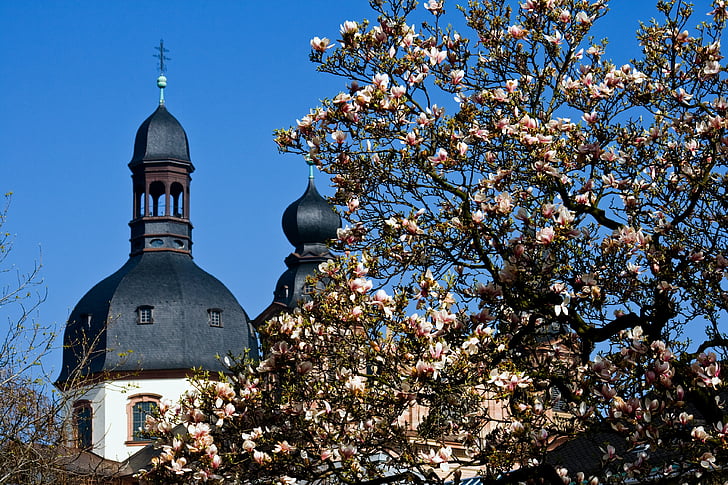 Mannheim, spiret, Magnolia blomst