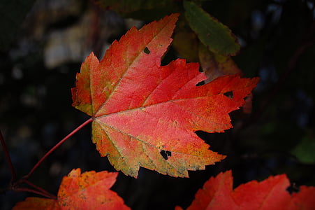 blad, plant, natuur, Val, herfst, seizoen, rood