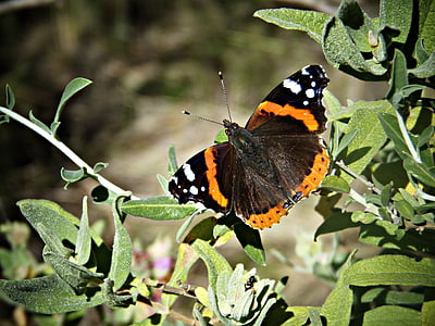 bướm, Địa Trung Hải, đôi cánh, màu sắc, Dom, Thiên nhiên, Hoa