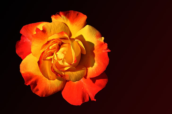 Rosa, floribunda, flor, flor, vermell groc, flors roses, color