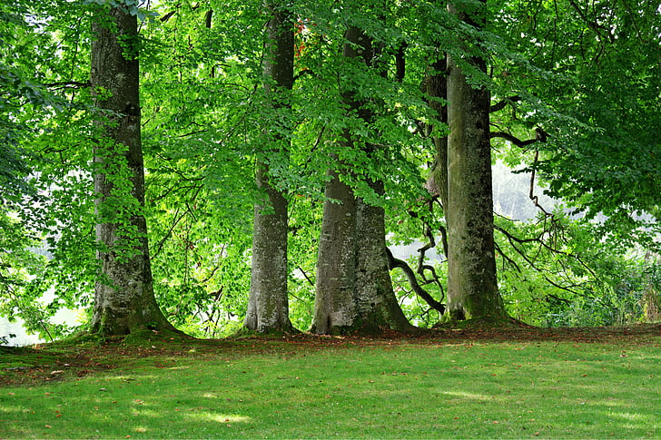 drzewa, Grupa, Natura, zielony, odzyskiwanie, środowisko, łąka