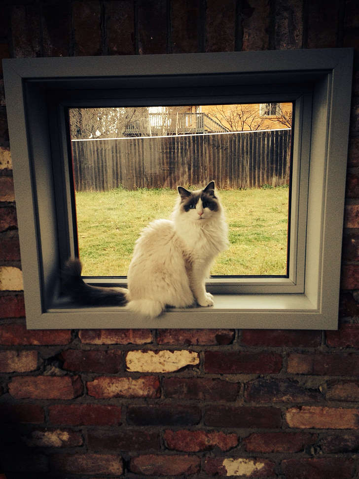 søt katt, feline, dyr, søt, kjæledyr, vinduet