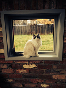 lindo gato, felino, animal, adorable, mascota, ventana