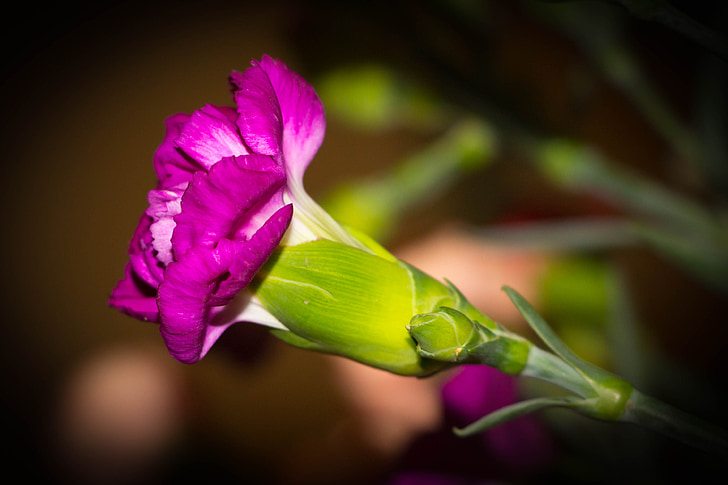 Carnation, Caryophyllaceae, famille de Carnation, fleur, Purple