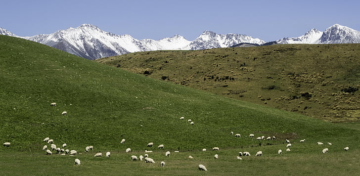 Южный остров, Новая Зеландия, овцы, горы, пейзаж, Гора, Природа