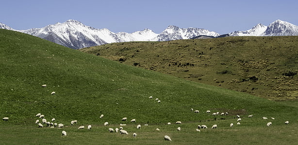 νότιο νησί, Νέα Ζηλανδία, πρόβατα, βουνά, τοπίο, βουνό, φύση