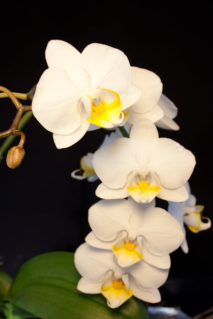 orchidėja, balta, žiedų, žydėti, gėlė, uždaryti, augalų