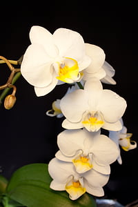 орхидея, бяло, Блосъм, Блум, цвете, затвори, растителна