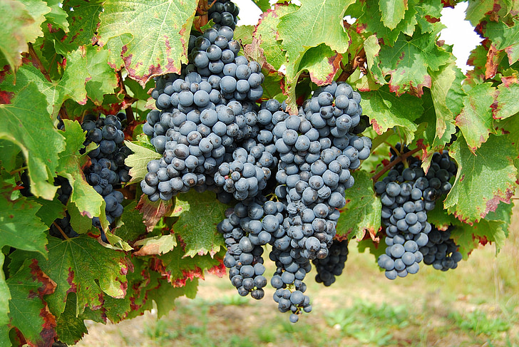 anggur, Prancis, buah, anggur, anggur, kebun anggur, pertanian